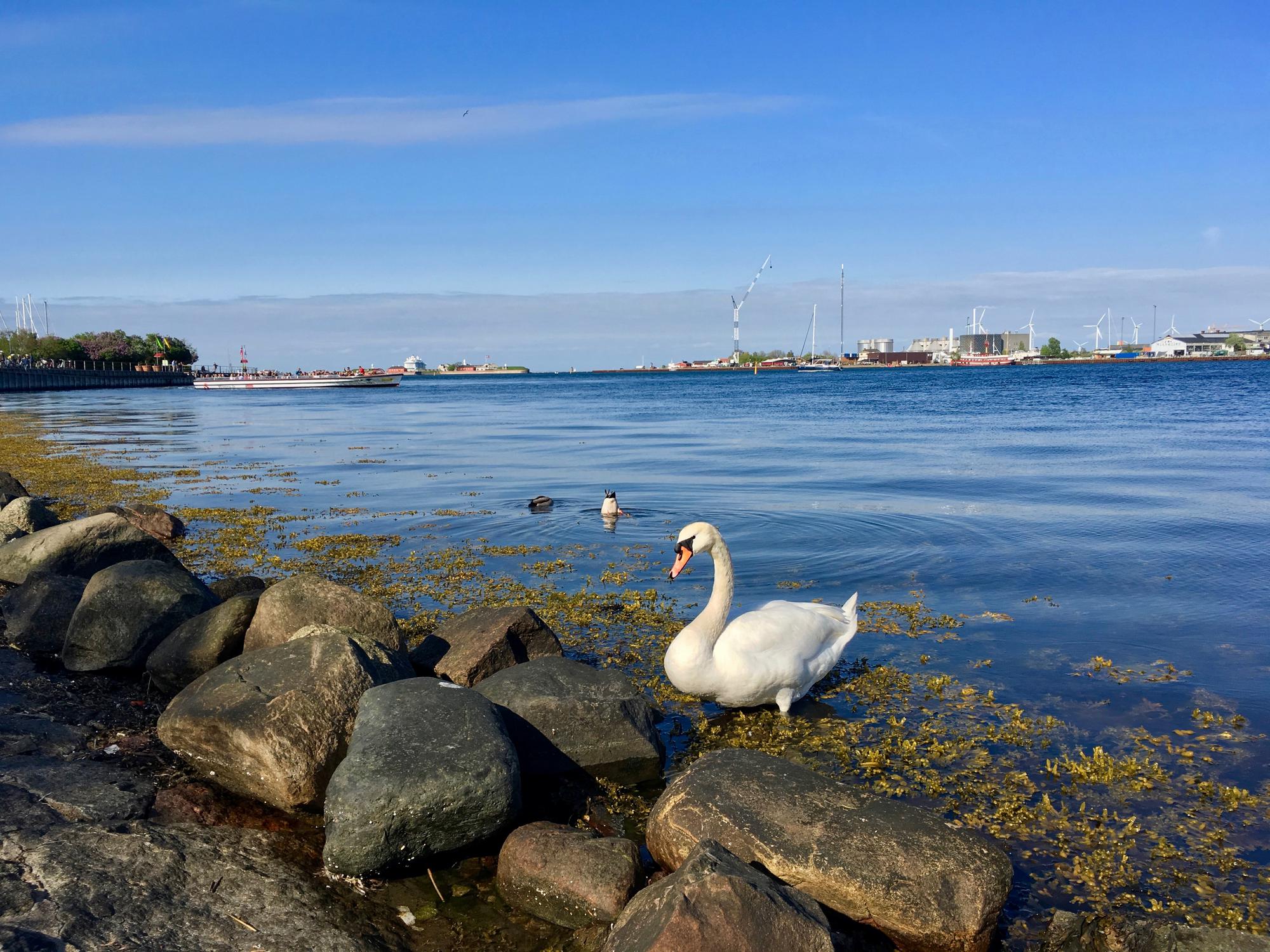 🇩🇰 Копенгаген, Дания, май 2017.