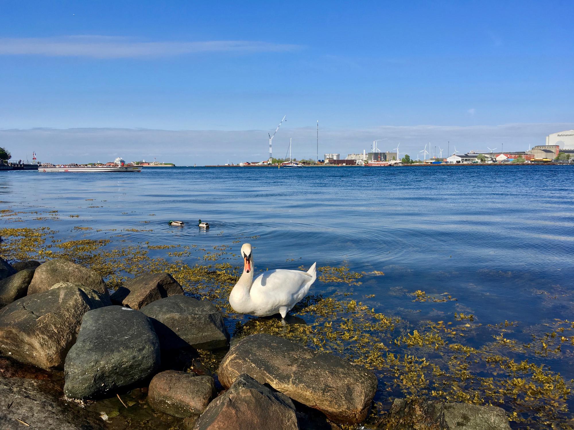 🇩🇰 Копенгаген, Дания, май 2017.