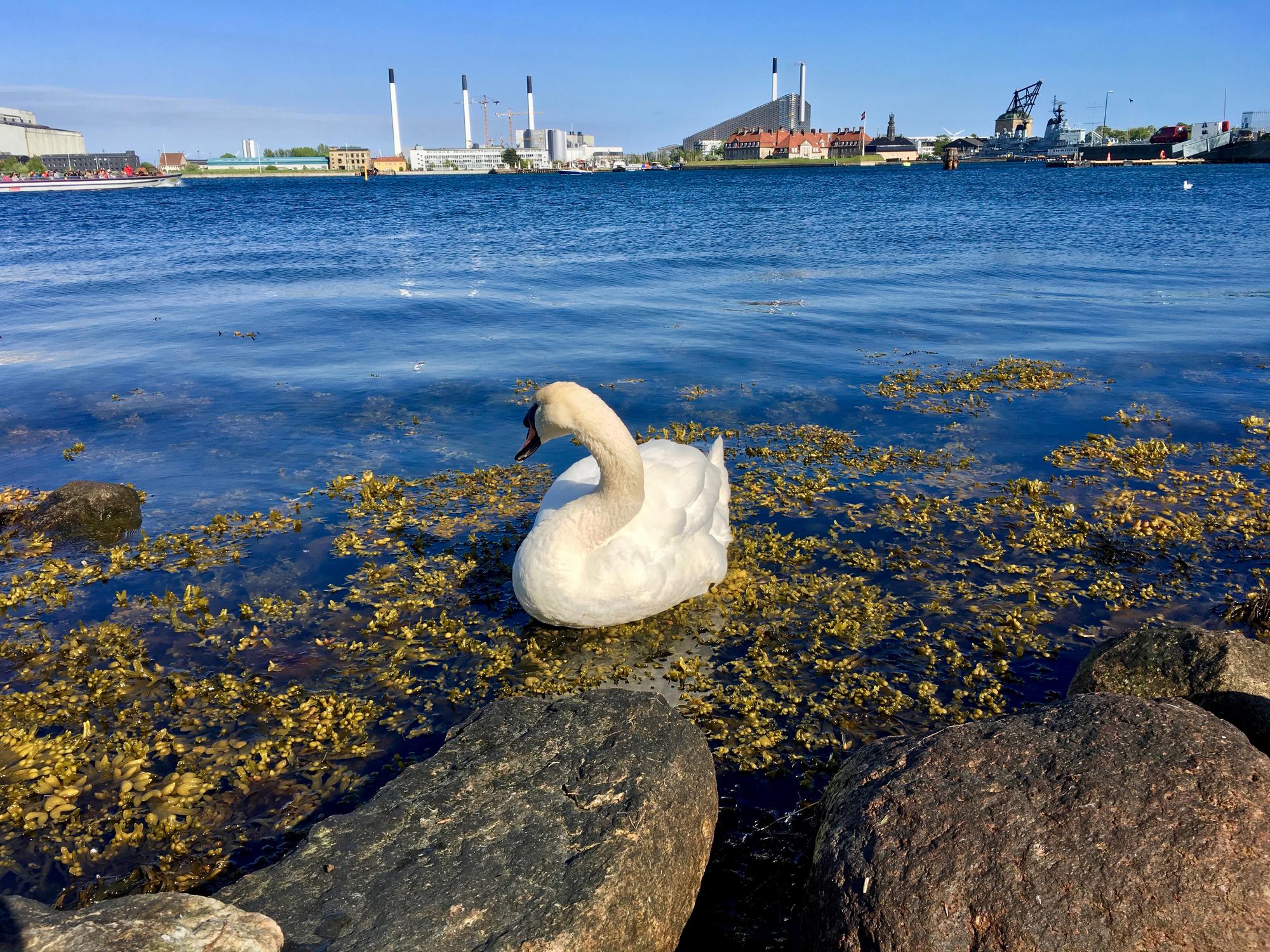 🇩🇰 Копенгаген, Дания, май 2017.