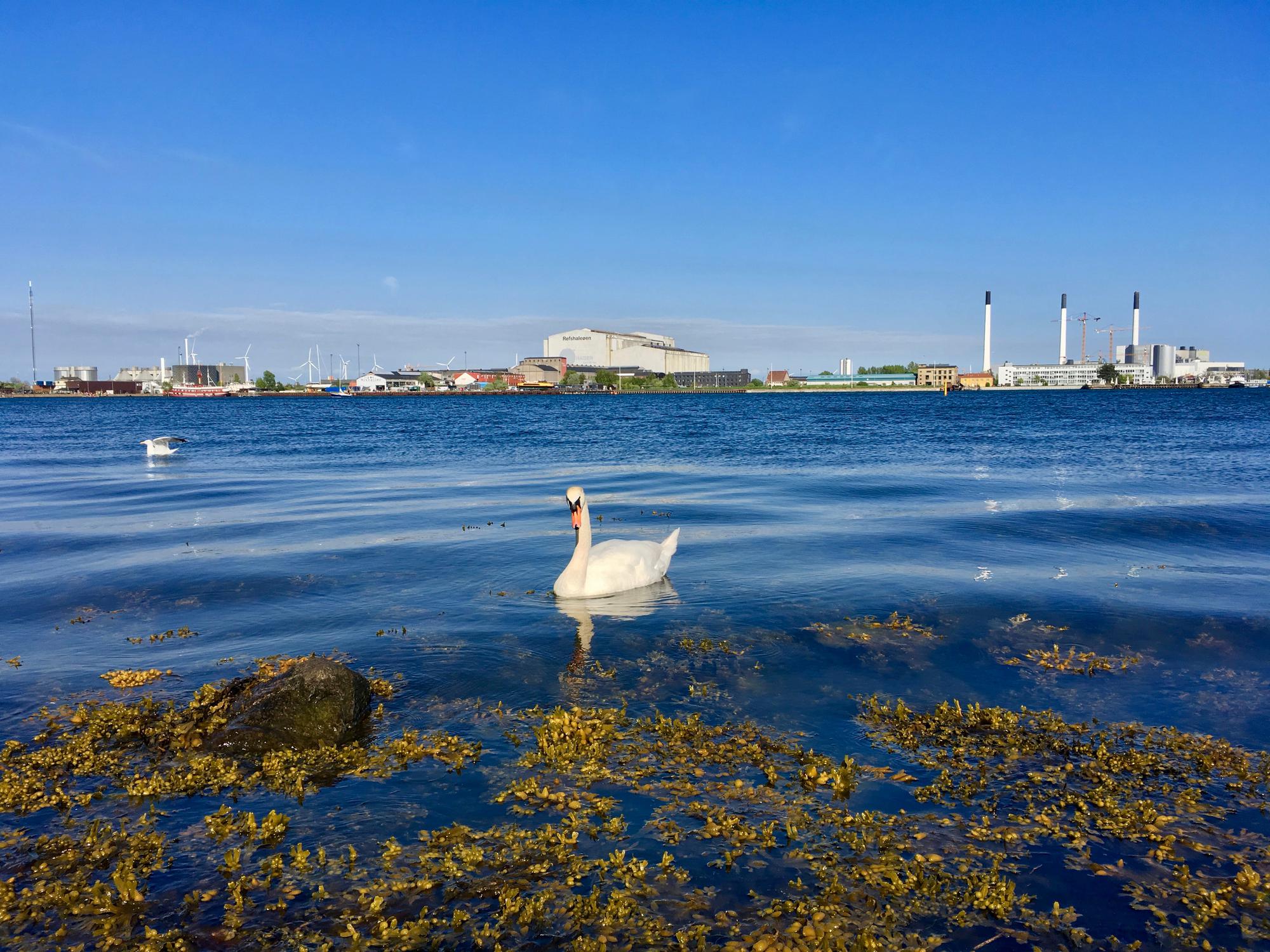 🇩🇰 Копенгаген, Дания, май 2017.