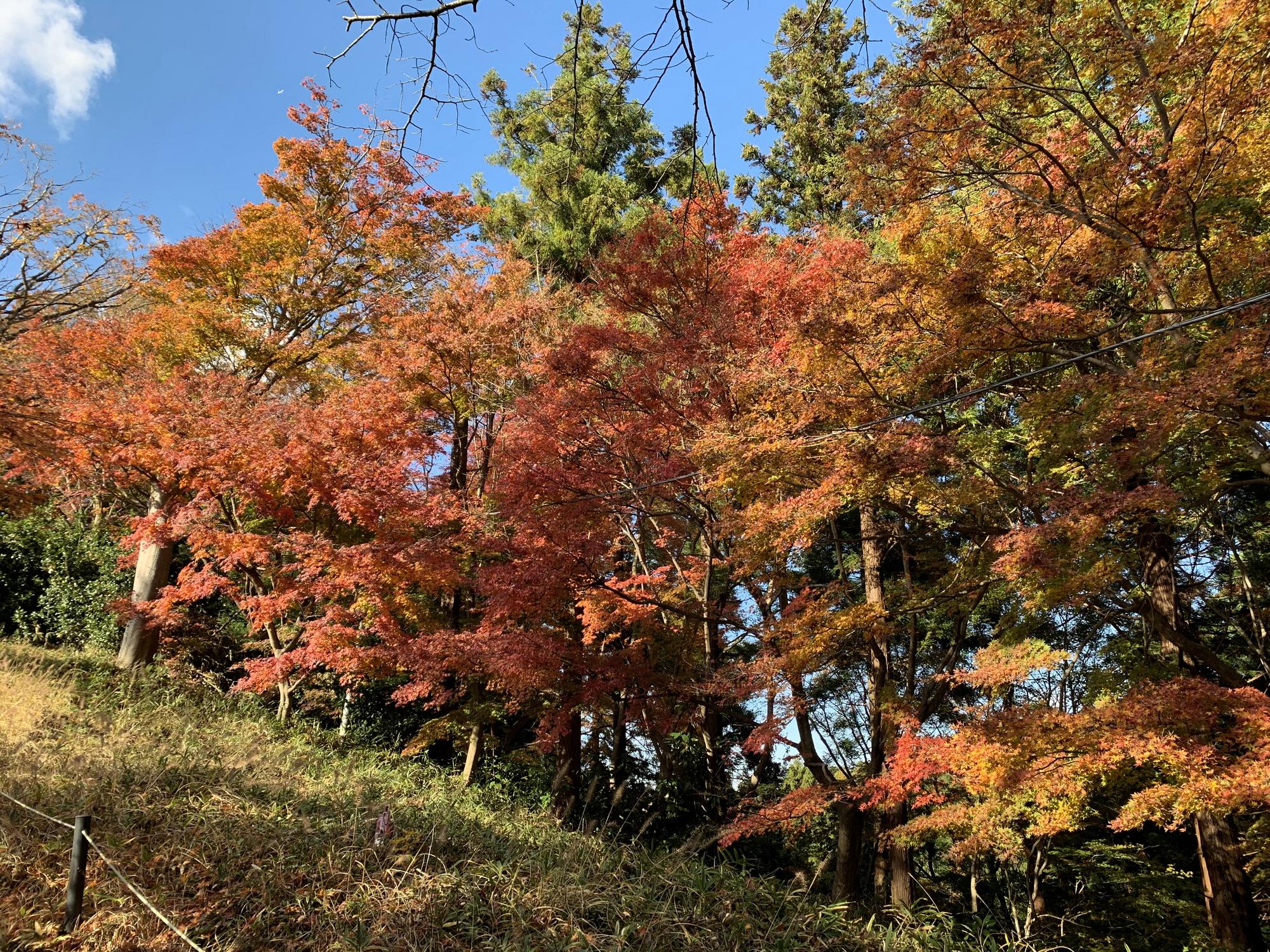 🇯🇵 Хатиодзи, Япония, ноябрь 2019.