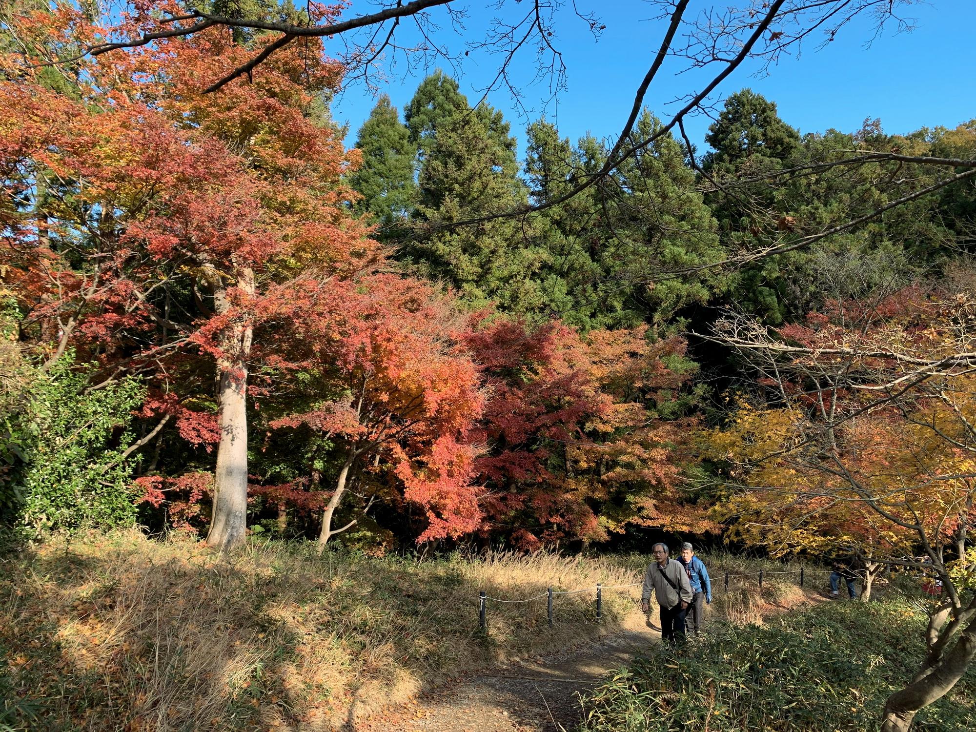 🇯🇵 Hachioji, Japan, November 2019.