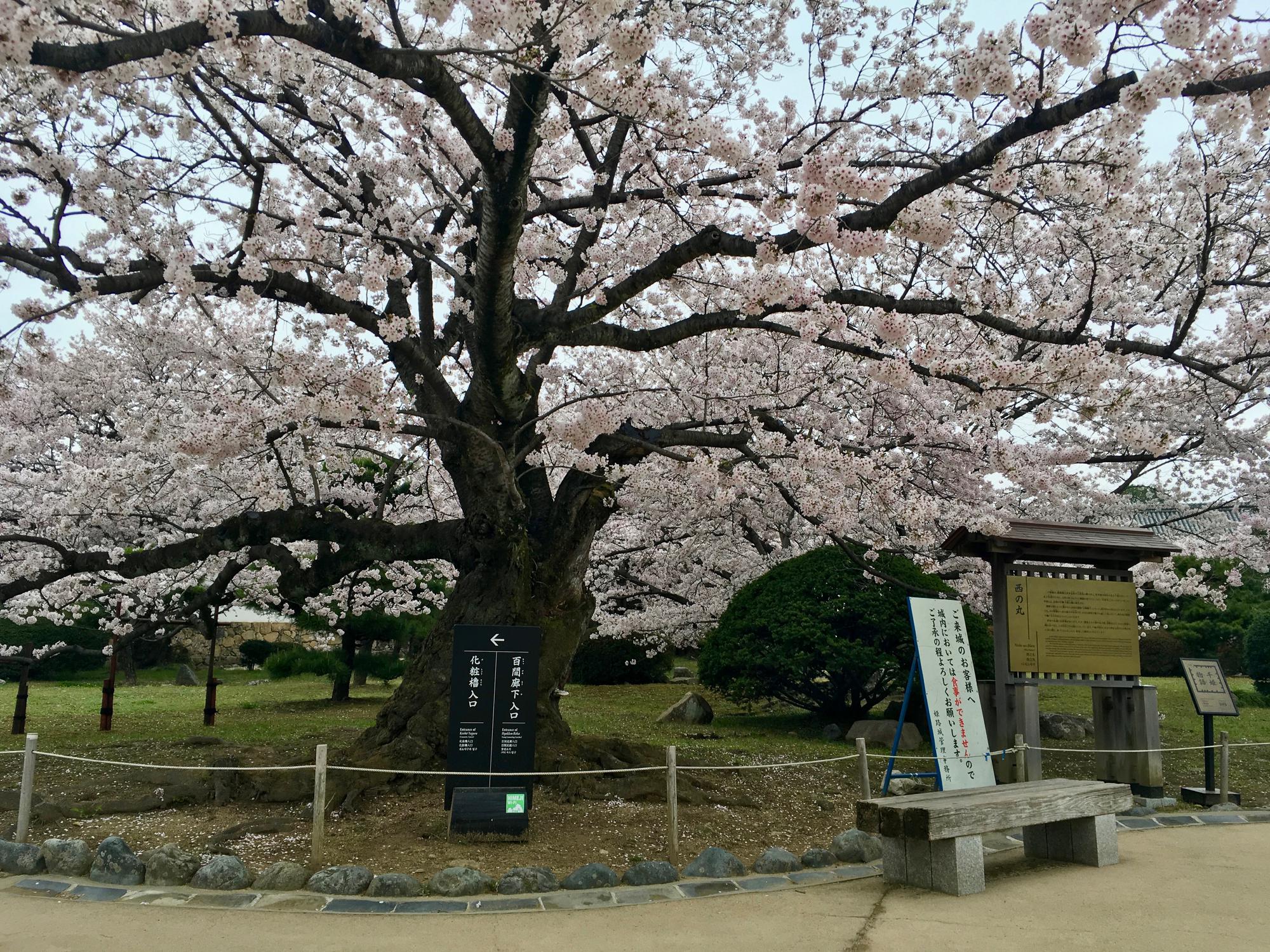 🇯🇵 Himeji, Japan, April 2017.