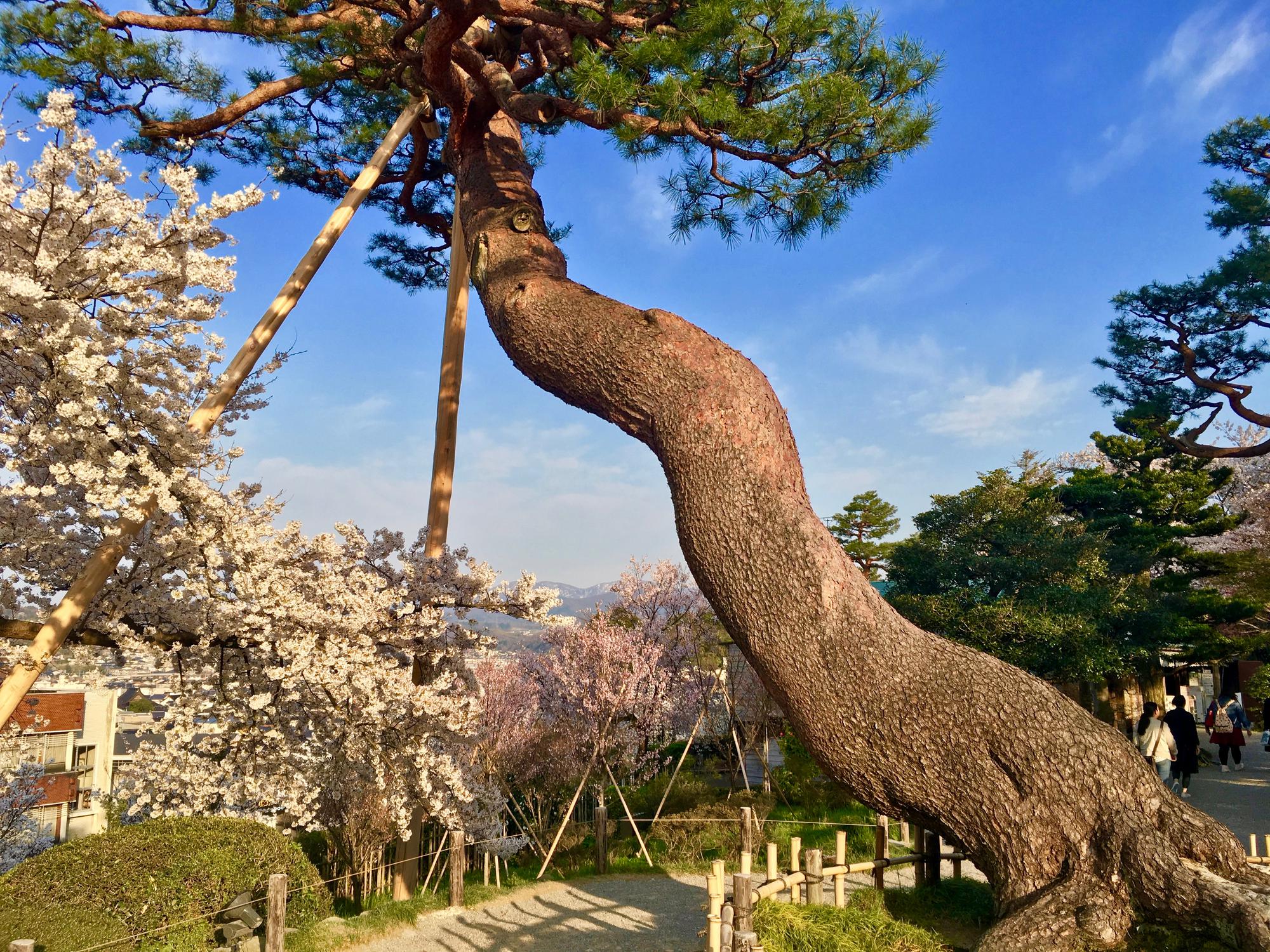 🇯🇵 Kanazawa, Japan, April 2017.