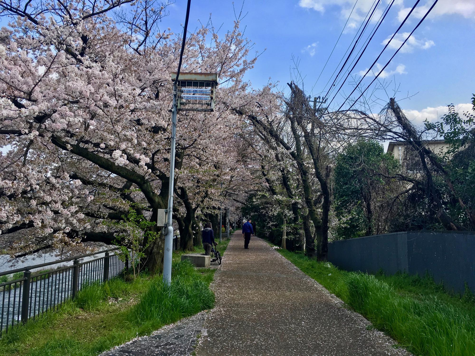 🇯🇵 Kyoto, Japan, April 2017.