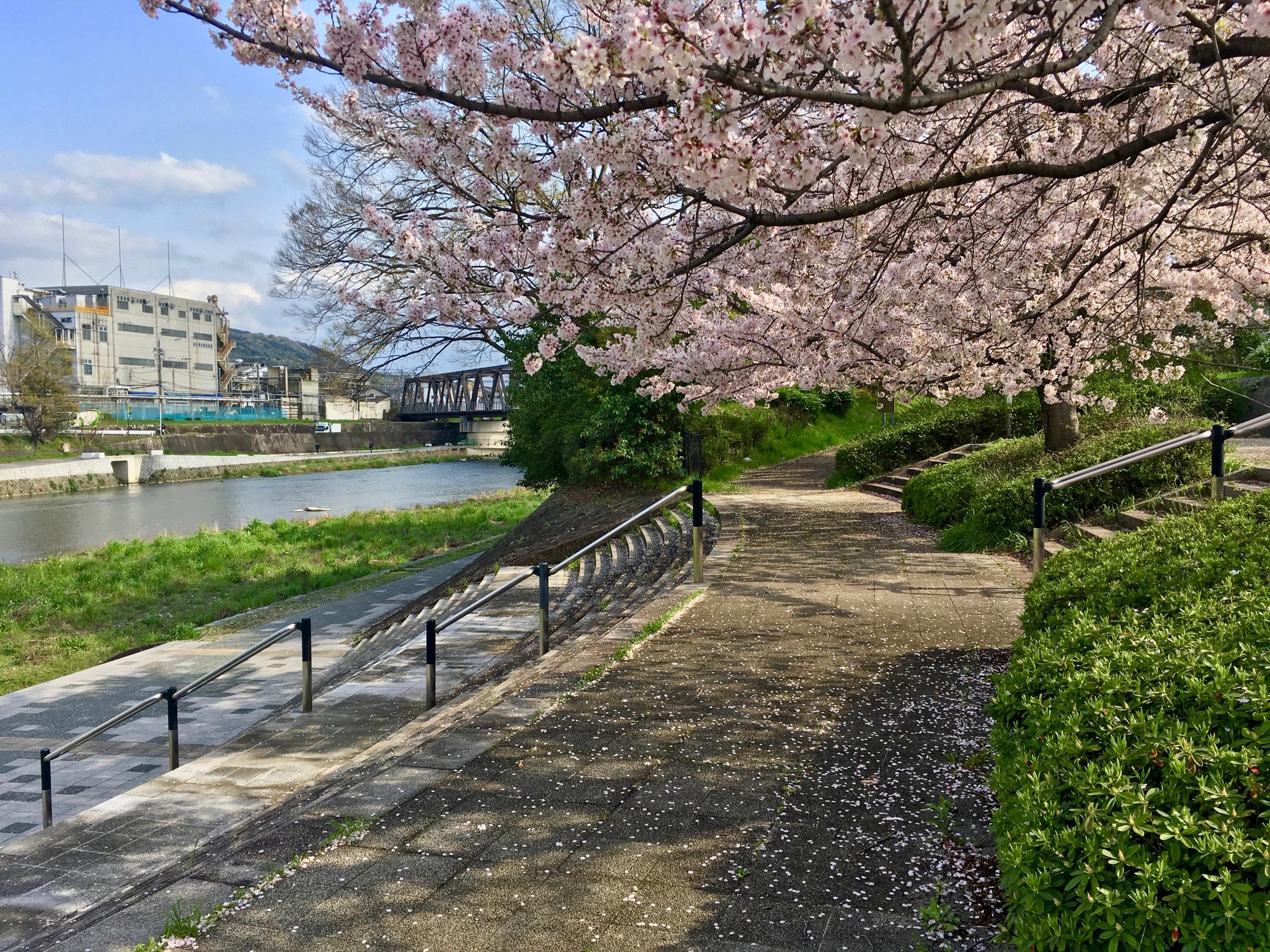 🇯🇵 Kyoto, Japan, April 2017.