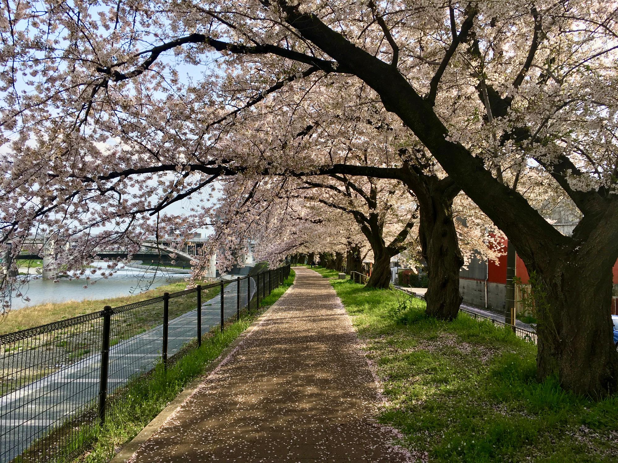 🇯🇵 Kyoto, Japan, April 2017.