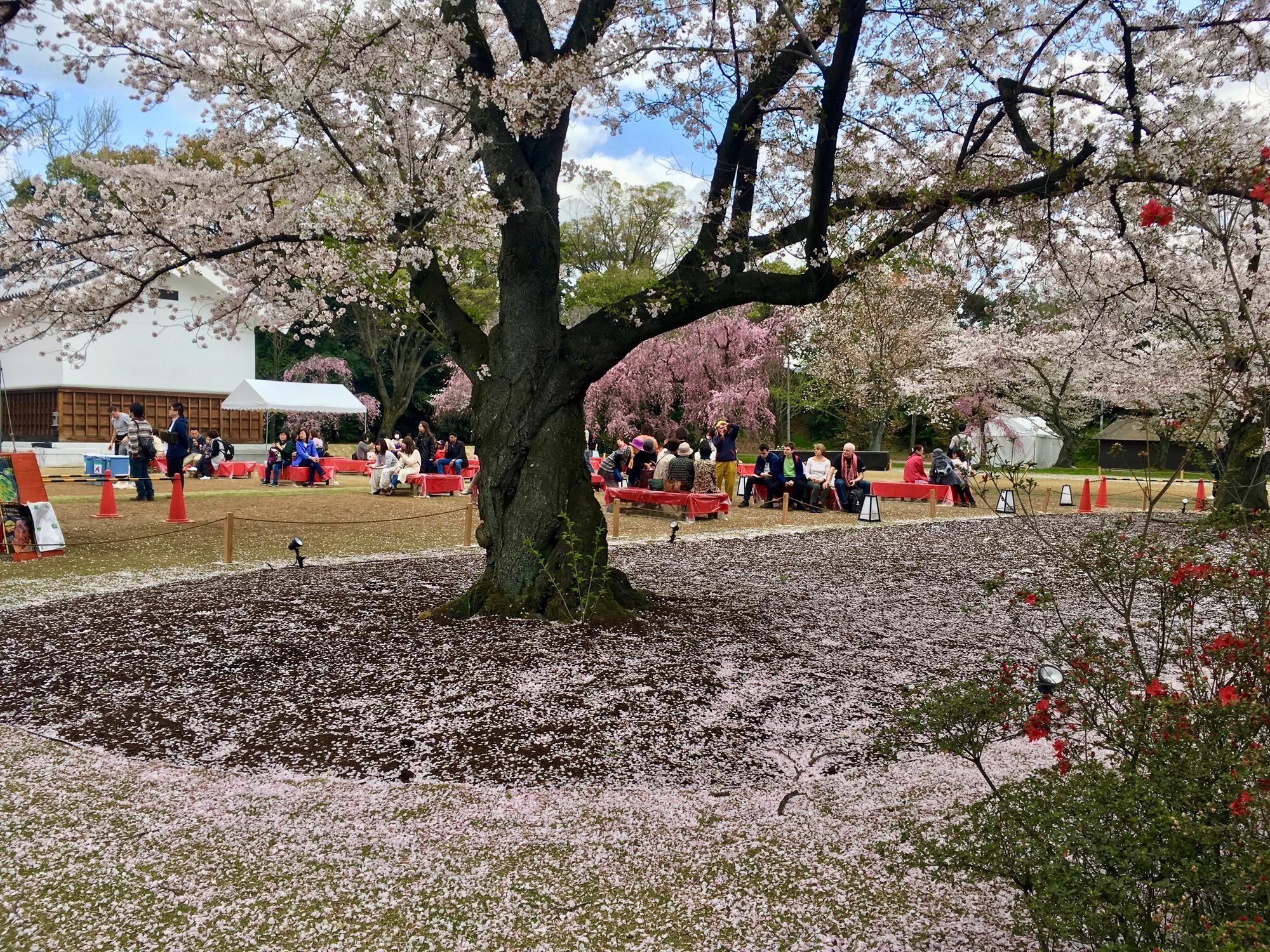 🇯🇵 Киото, Япония, апрель 2017.