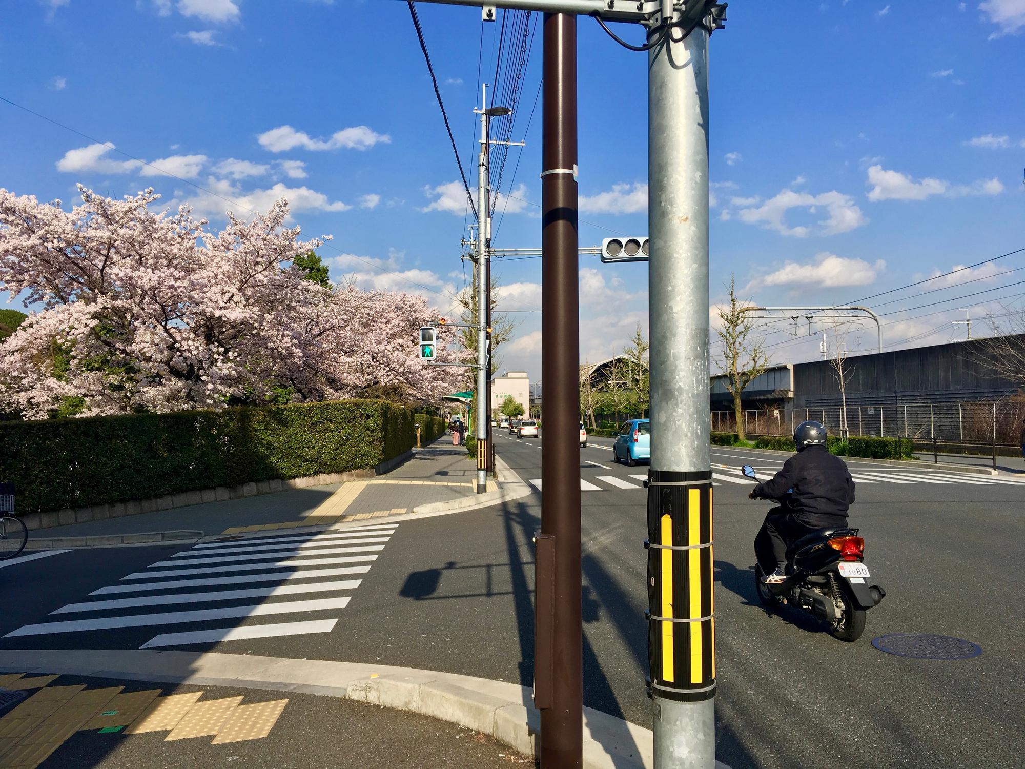 🇯🇵 Kyoto, Japan, April 2017.