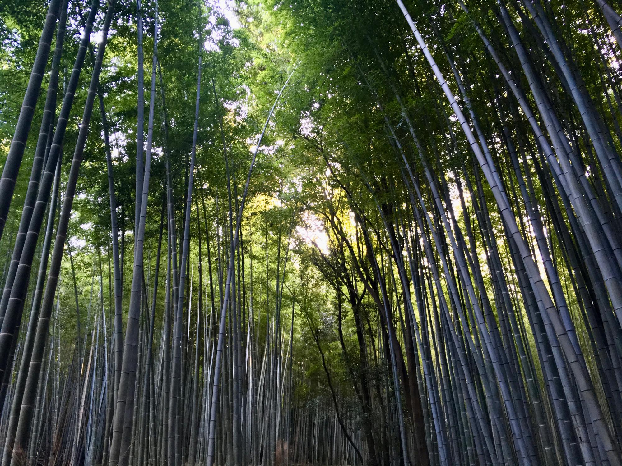 🇯🇵 Kyoto, Japan, April 2017.