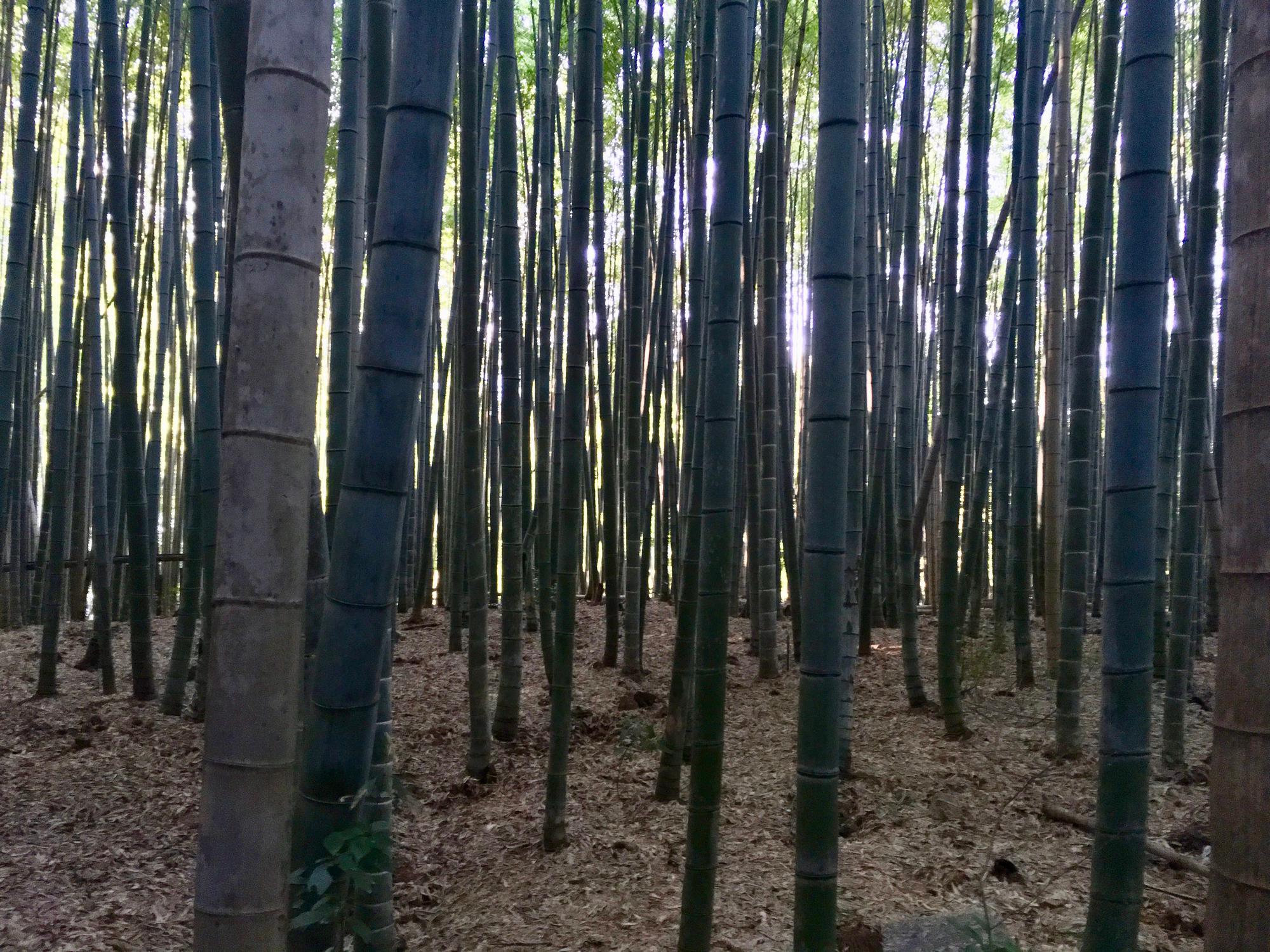 🇯🇵 Kyoto, Japan, April 2017.