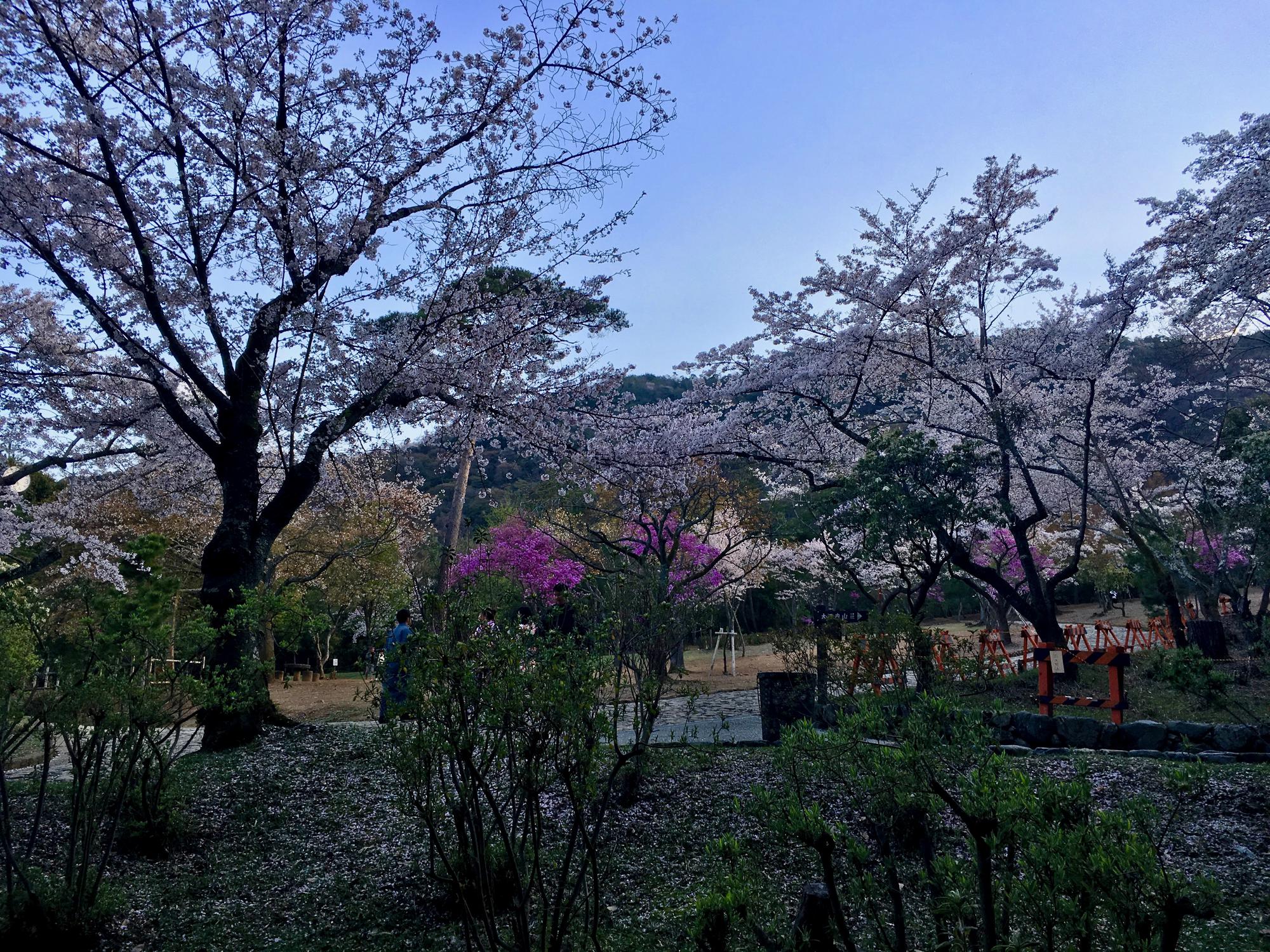 🇯🇵 Kyoto, Japan, April 2017.