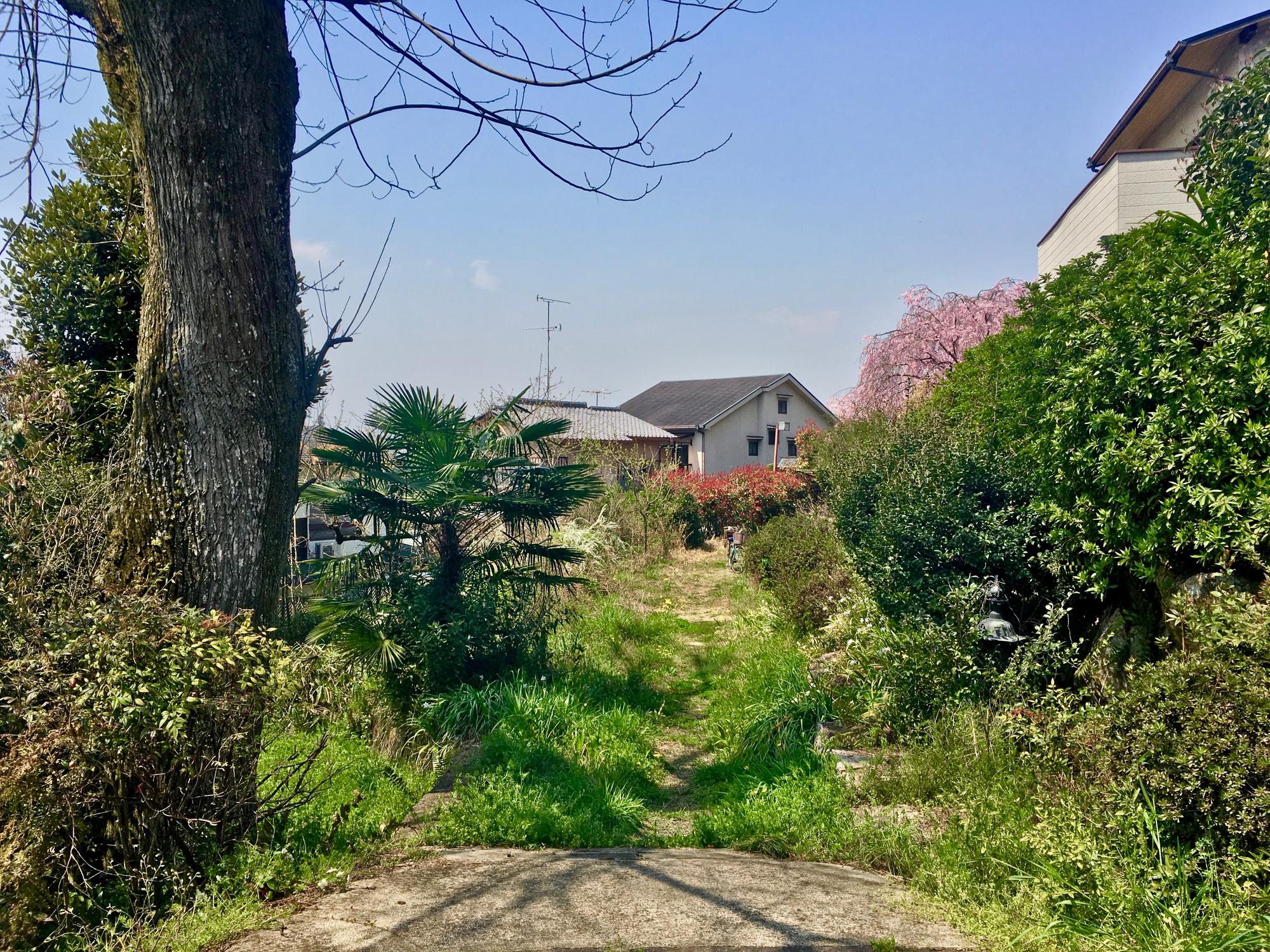 🇯🇵 Kyoto, Japan, April 2017.