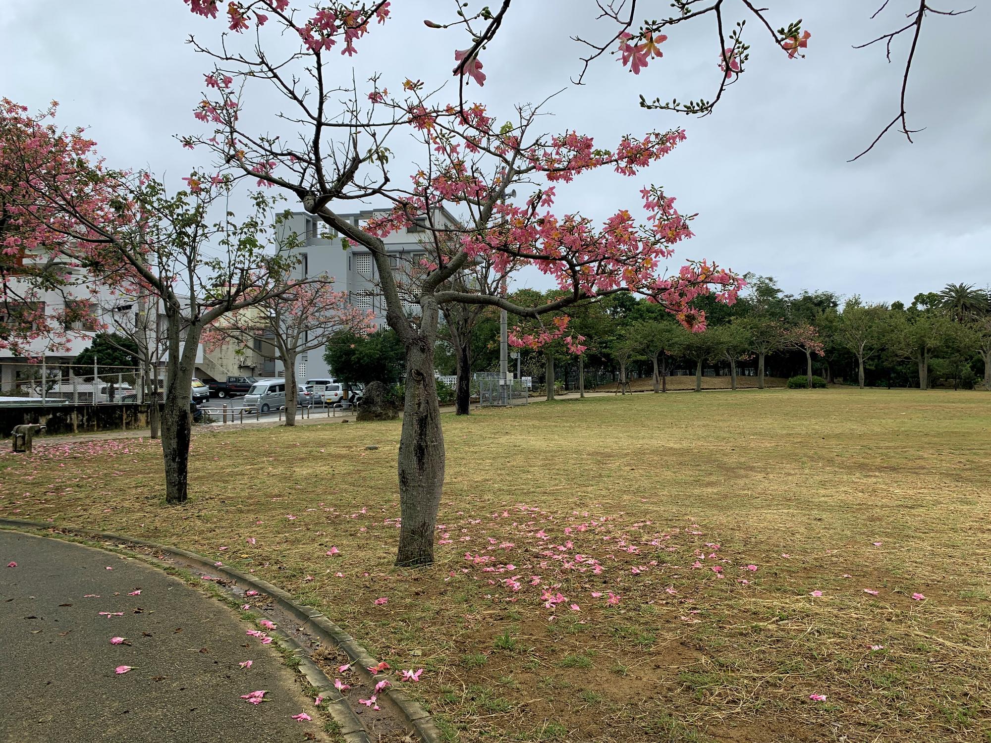 🇯🇵 Наха, Япония, ноябрь 2019.
