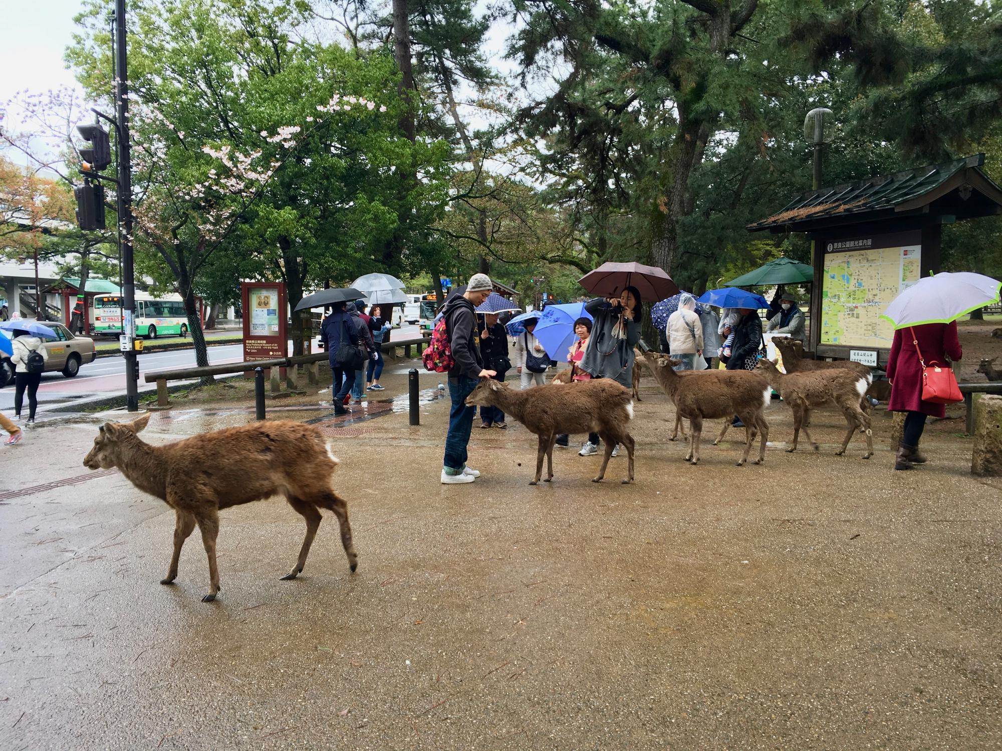 🇯🇵 Nara, Japan, April 2017.
