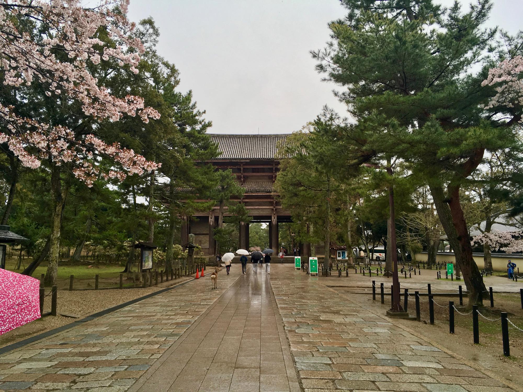 🇯🇵 Nara, Japan, April 2017.