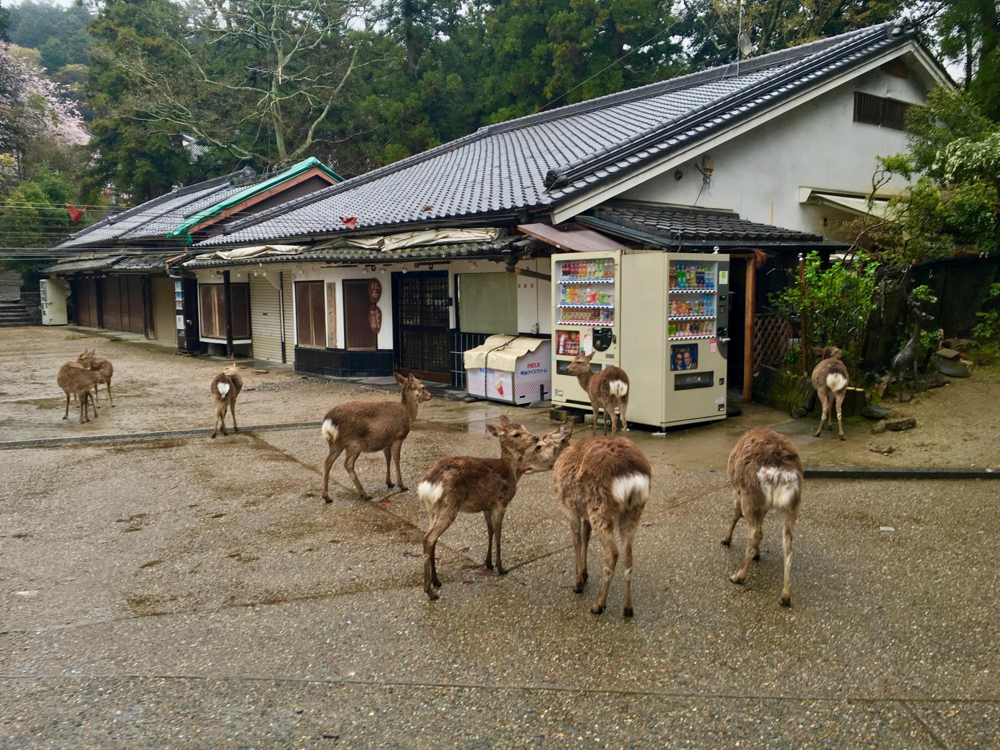 🇯🇵 Nara, Japan, April 2017.