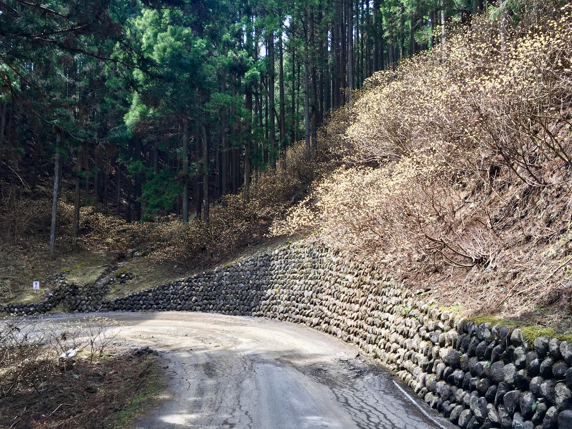 🇯🇵 Nikko, Japan, April 2017.