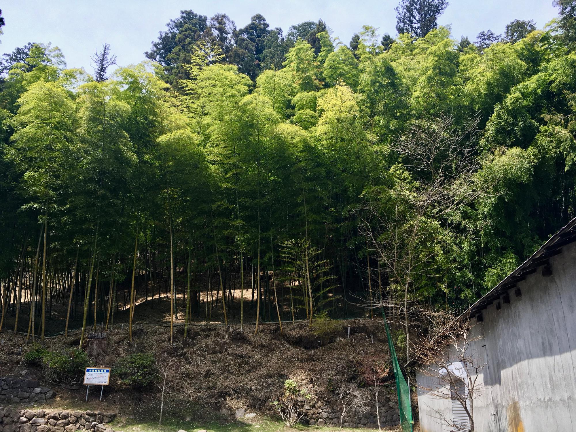 🇯🇵 Nikko, Japan, April 2017.