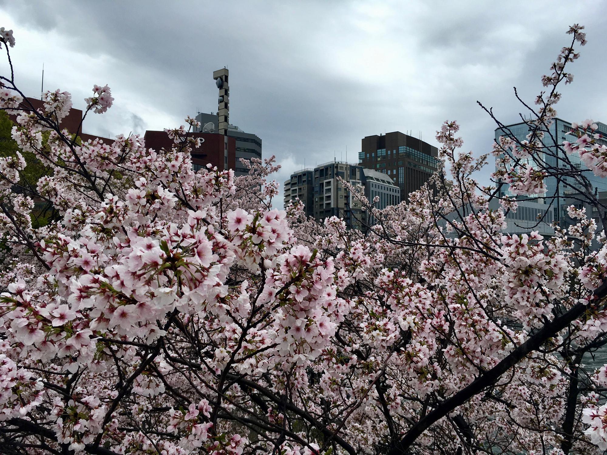 🇯🇵 Osaka, Japan, April 2017.