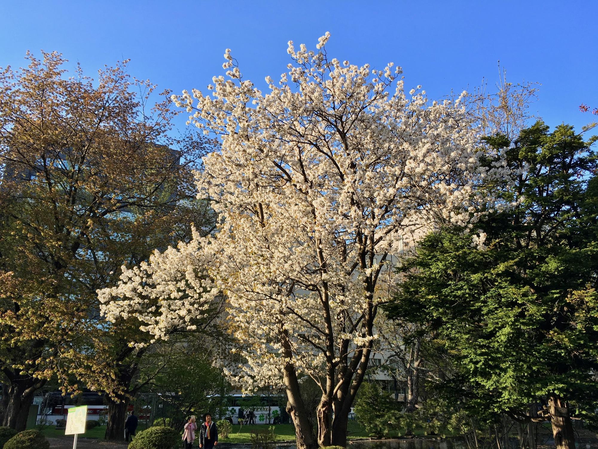 🇯🇵 Sapporo, Japan, May 2018.