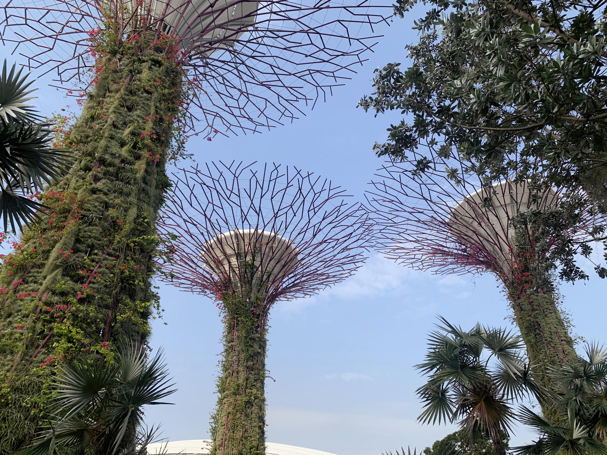 🇸🇬 Сингапур, Сингапур, август 2023.