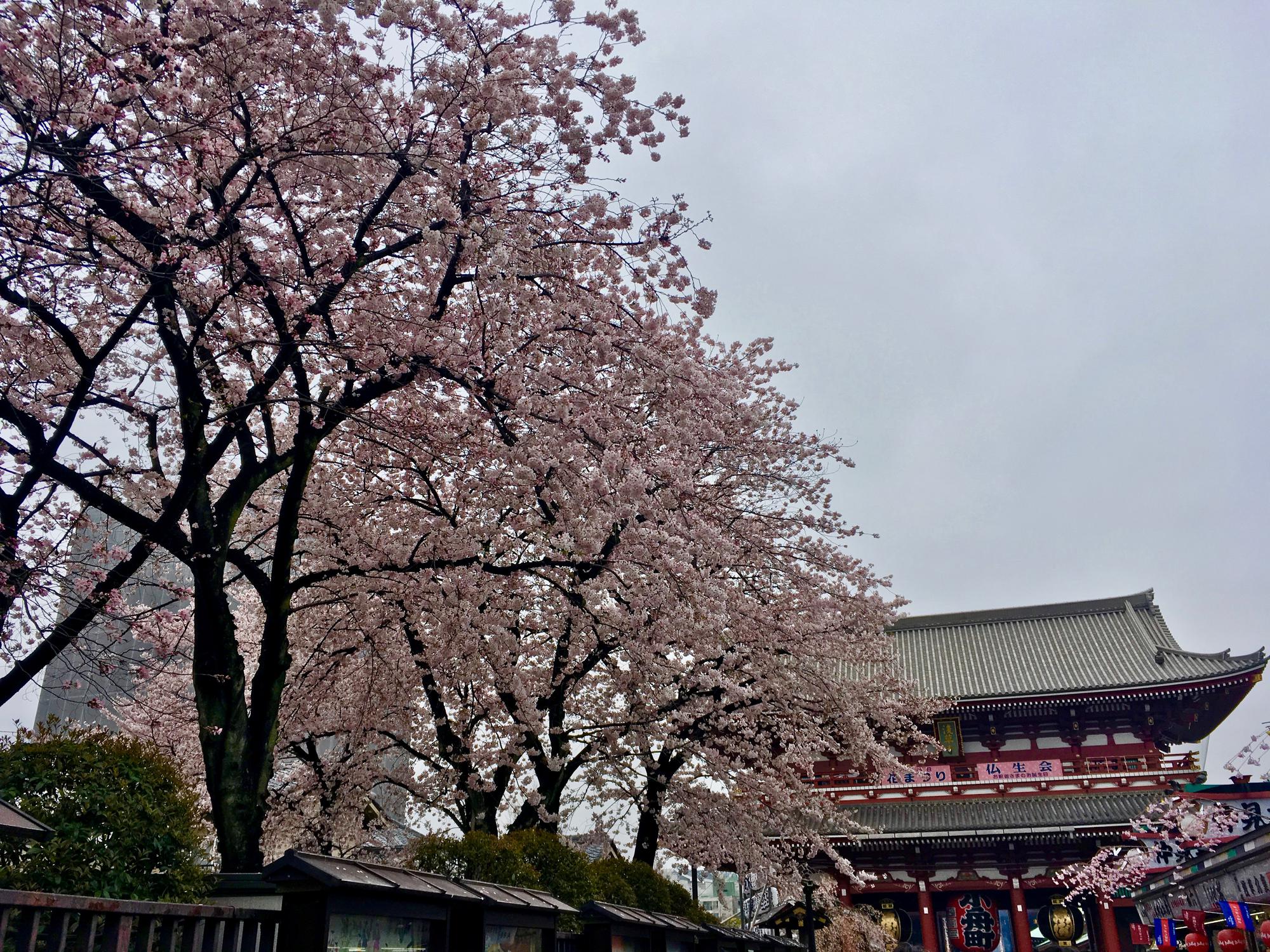 🇯🇵 Tokyo, Japan, April 2017.