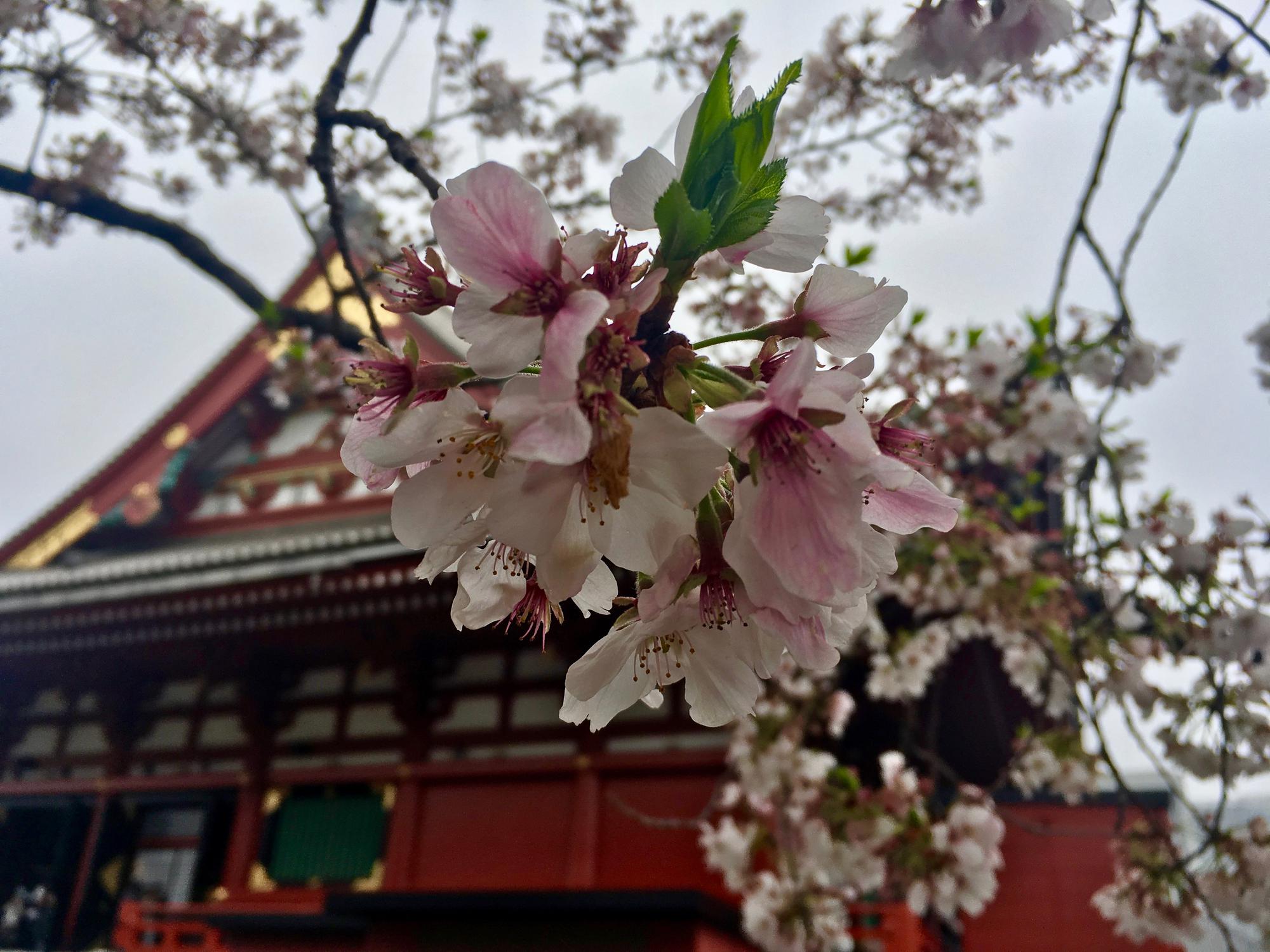 🇯🇵 Tokyo, Japan, April 2017.