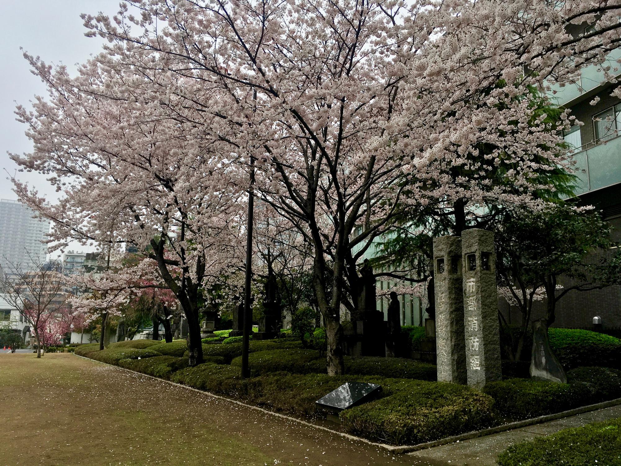 🇯🇵 Tokyo, Japan, April 2017.