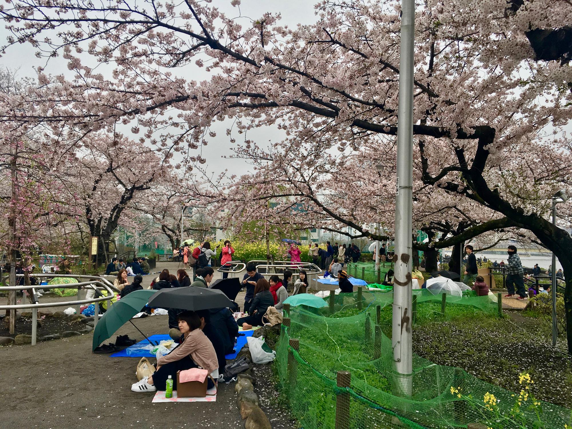 🇯🇵 Tokyo, Japan, April 2017.