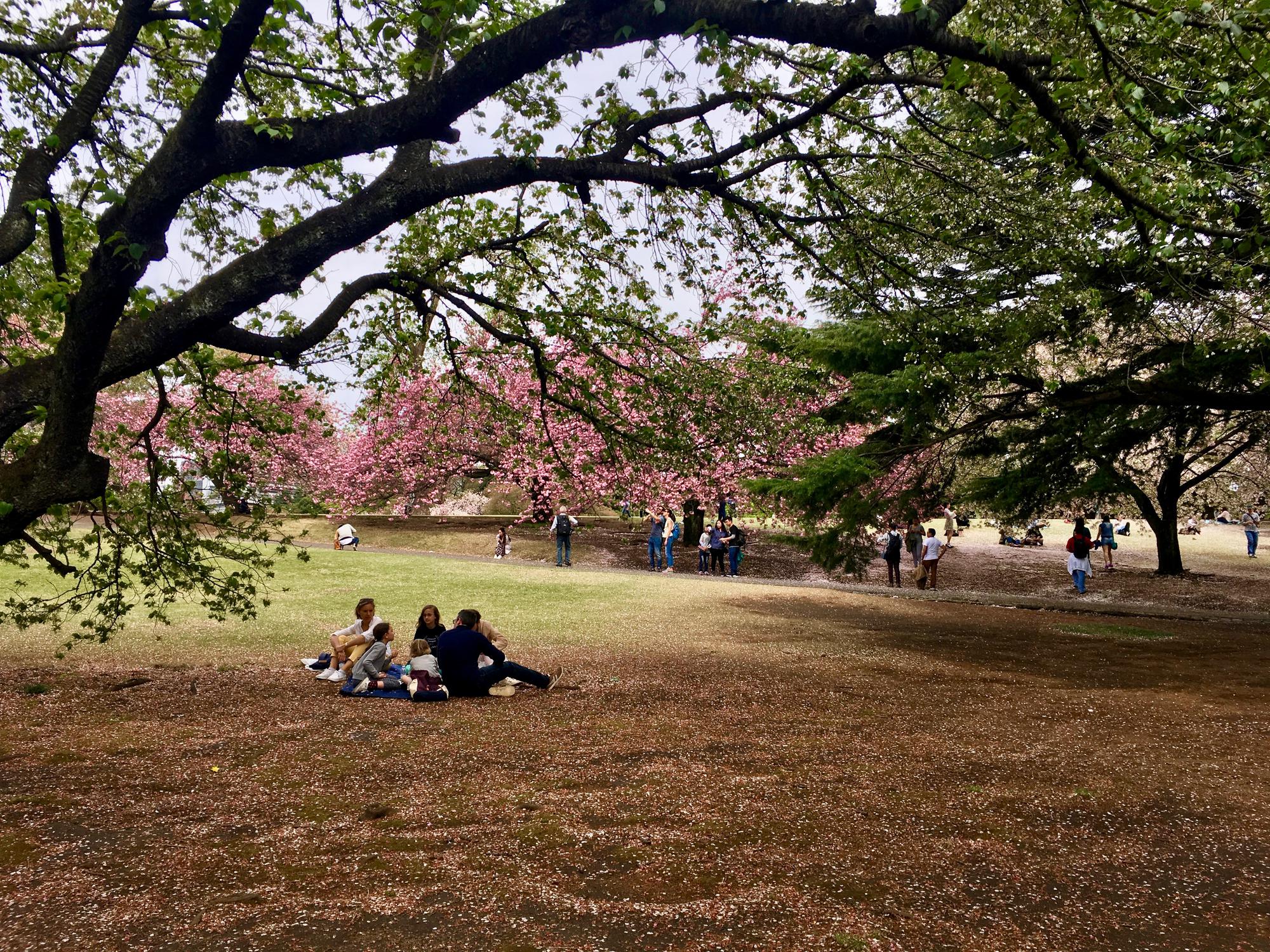 🇯🇵 Tokyo, Japan, April 2017.