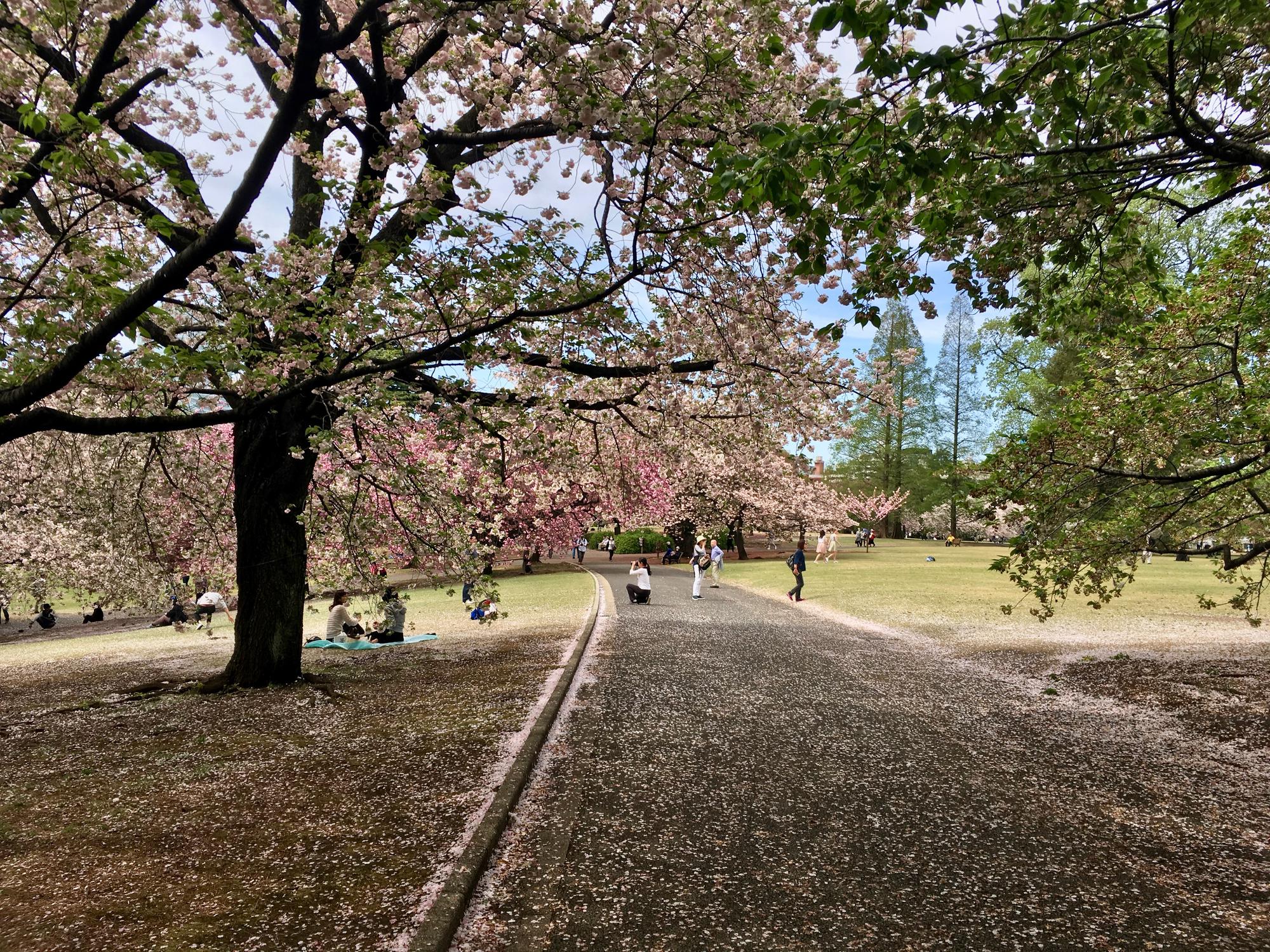 🇯🇵 Tokyo, Japan, April 2017.