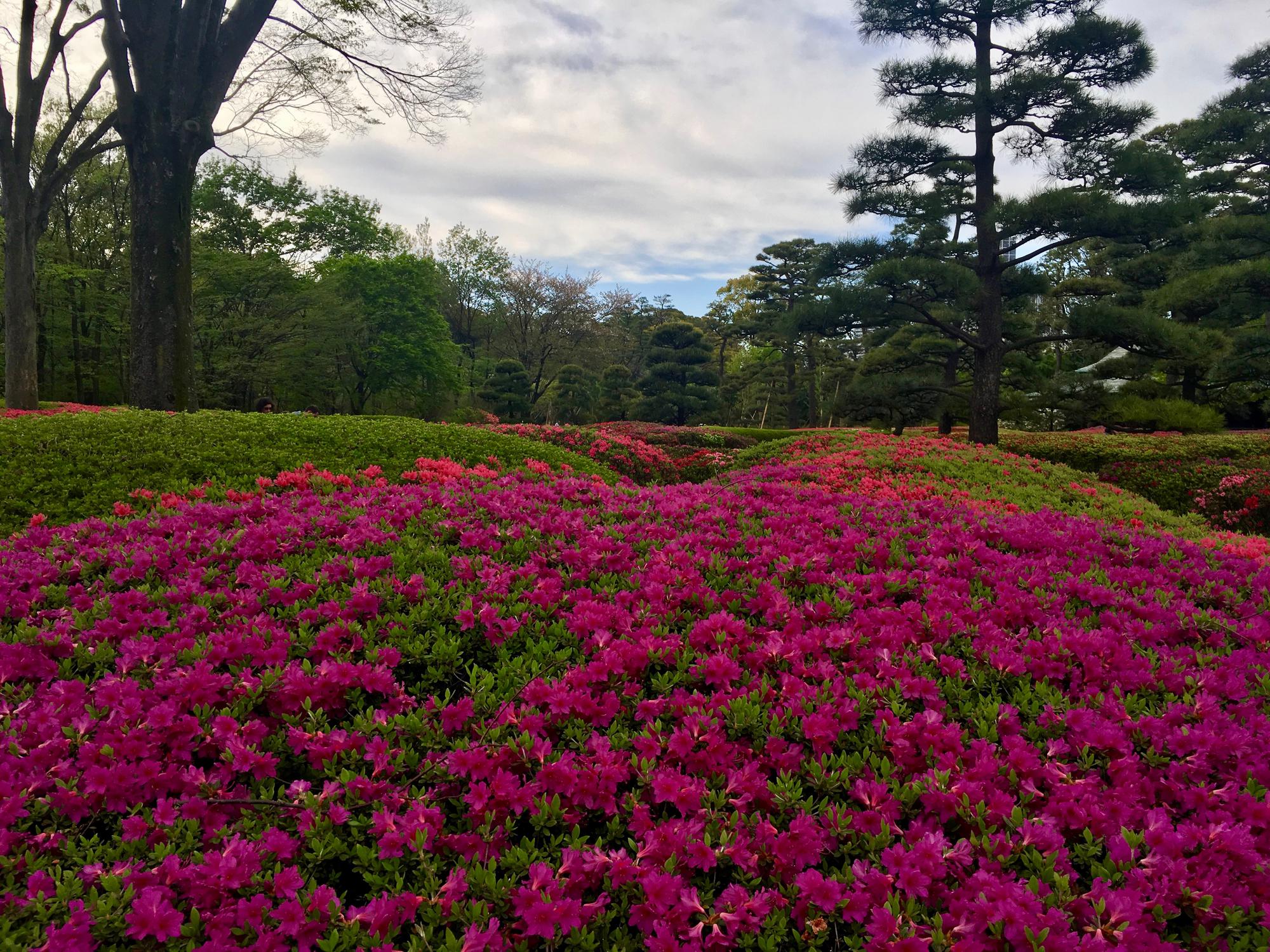 🇯🇵 Tokyo, Japan, April 2017.