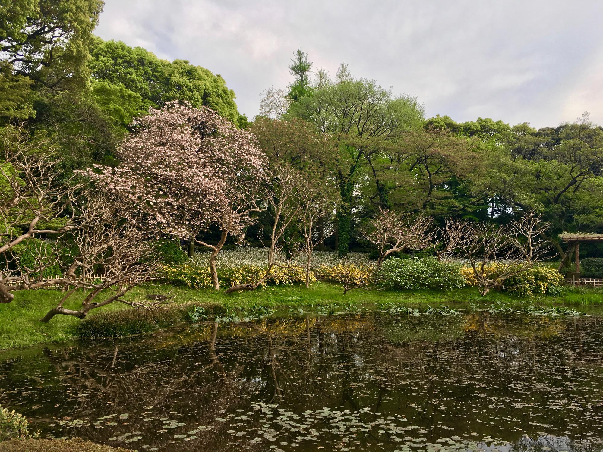 🇯🇵 Tokyo, Japan, April 2017.