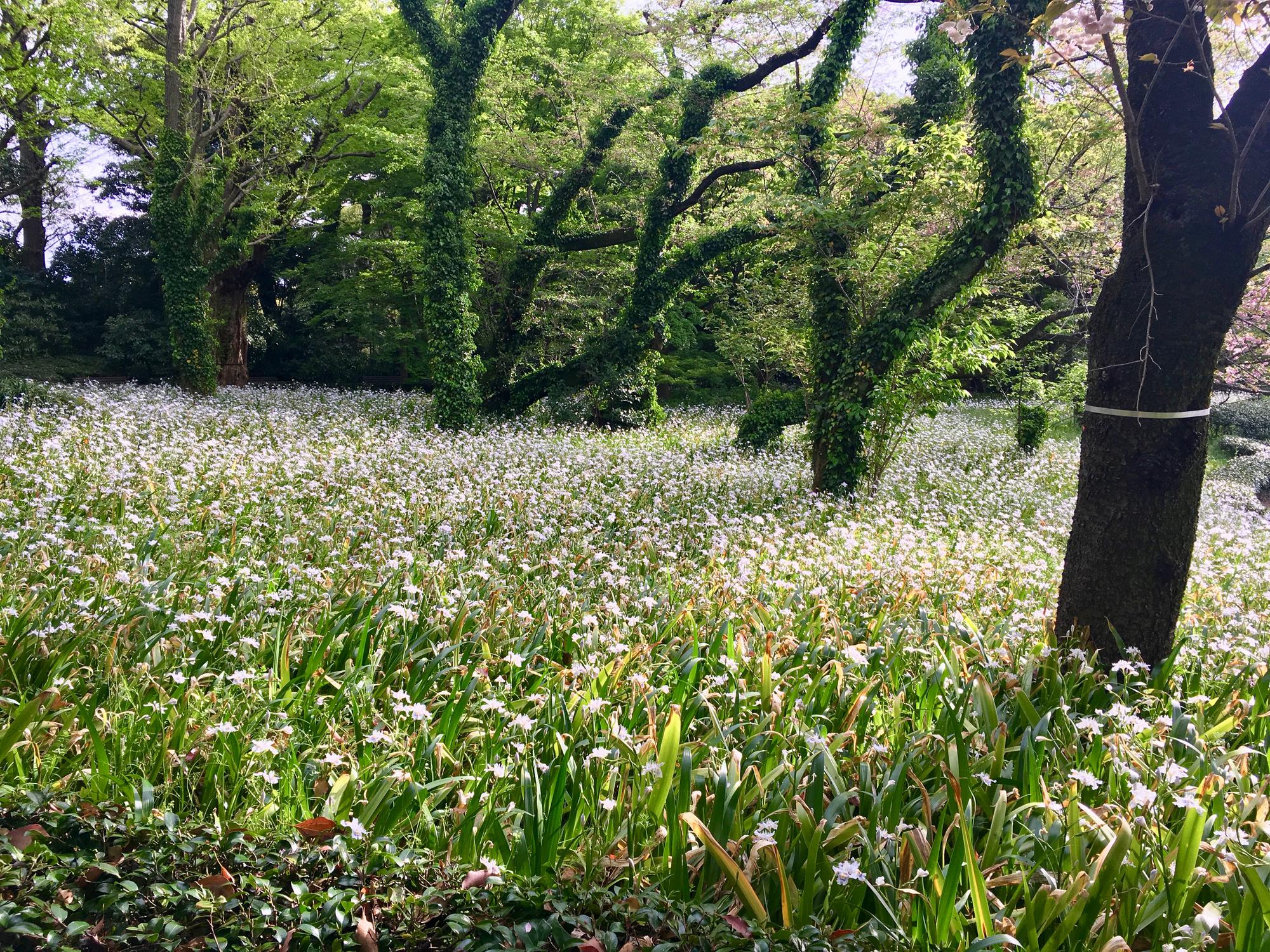 🇯🇵 Tokyo, Japan, April 2017.