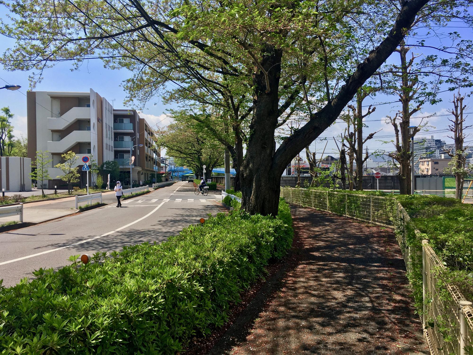 🇯🇵 Tokyo, Japan, April 2017.