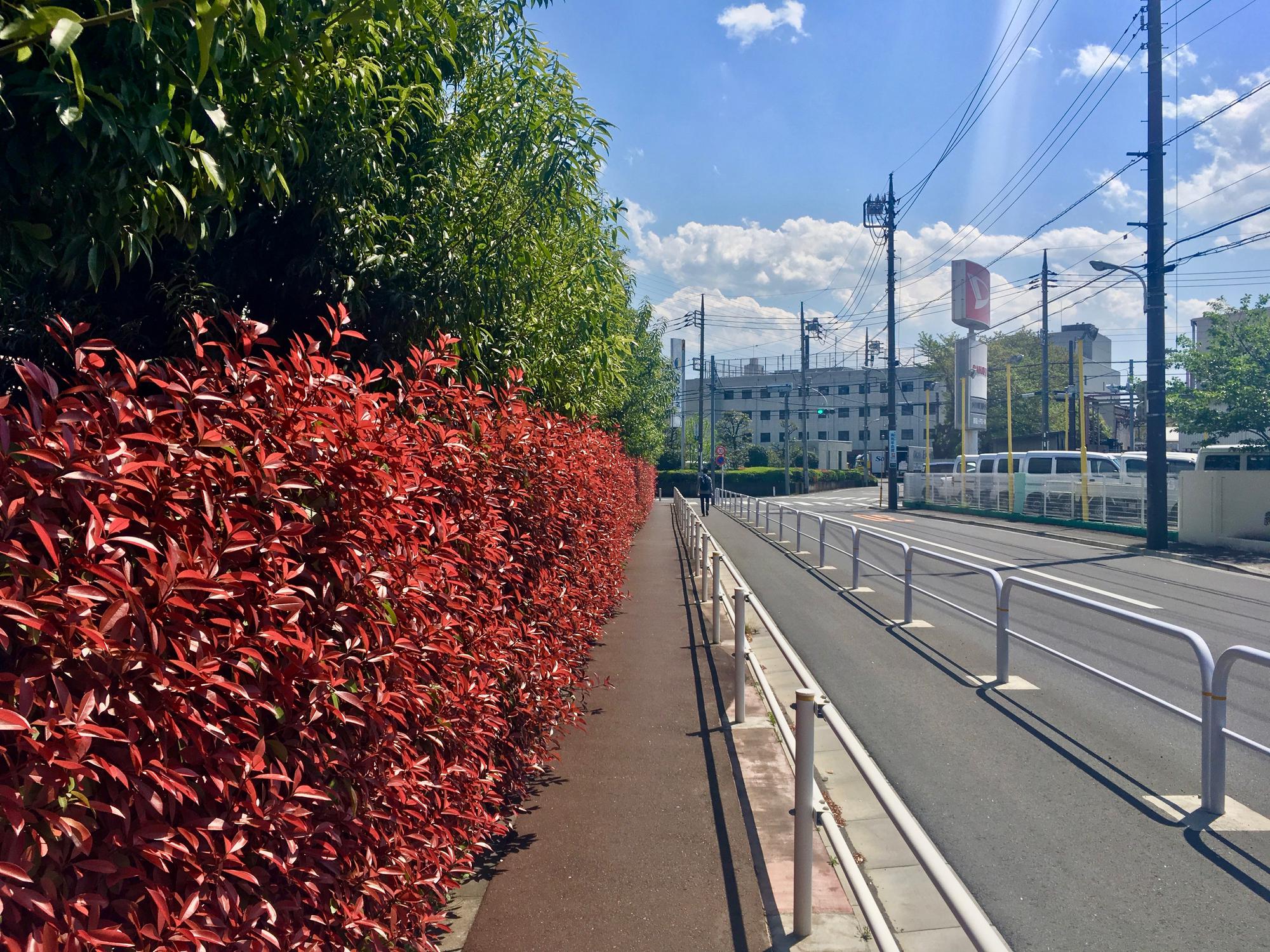 🇯🇵 Tokyo, Japan, April 2017.