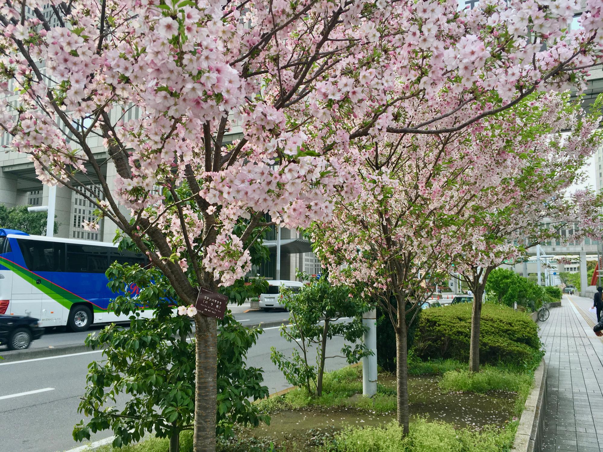 🇯🇵 Tokyo, Japan, April 2017.