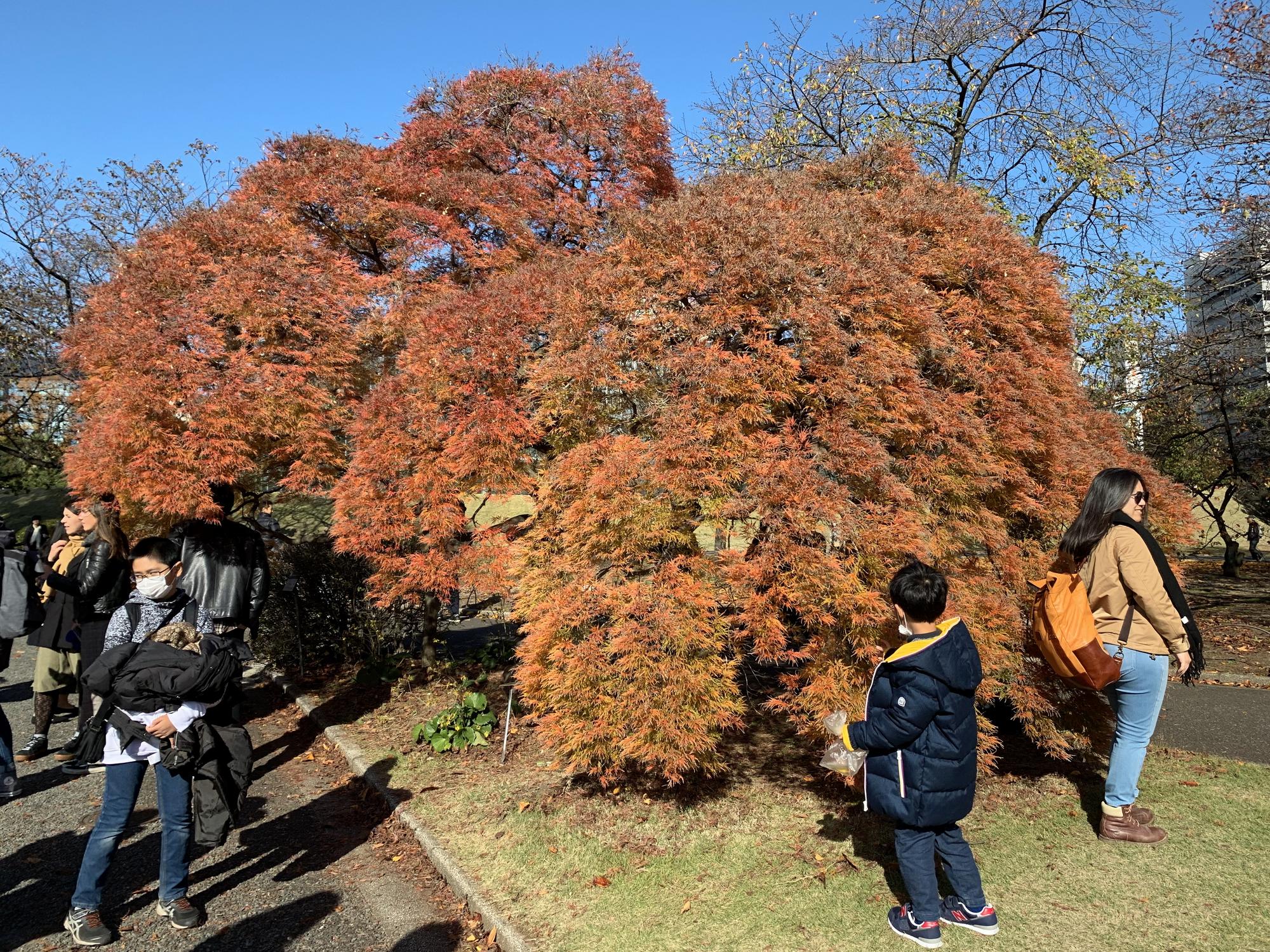 🇯🇵 Токио, Япония, ноябрь 2019.
